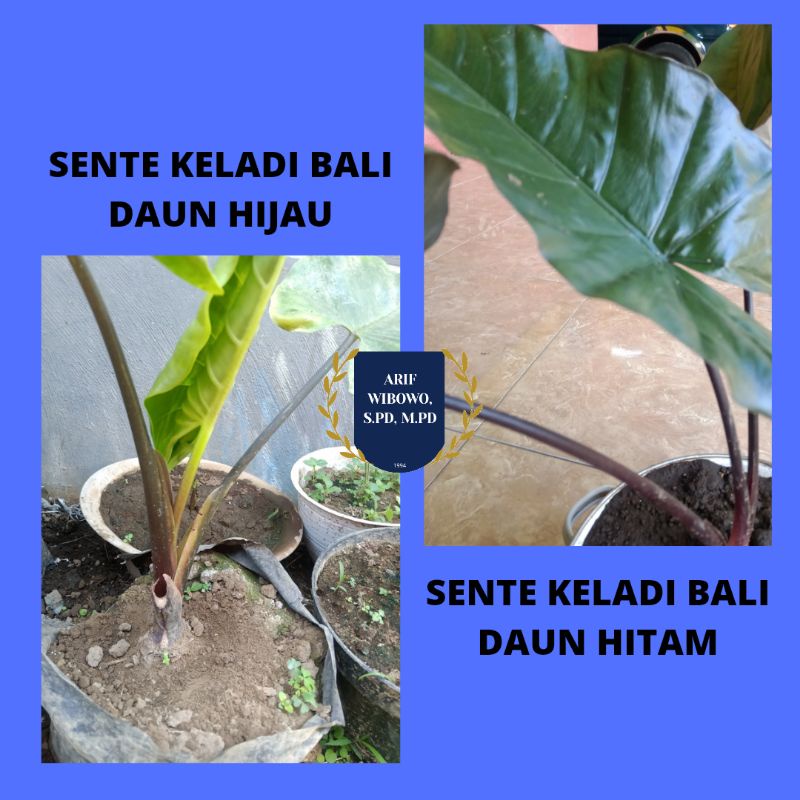 SENTE BALI/KELADI/ALOCASIA BATANG MERAH KEUNGUAN HITAM