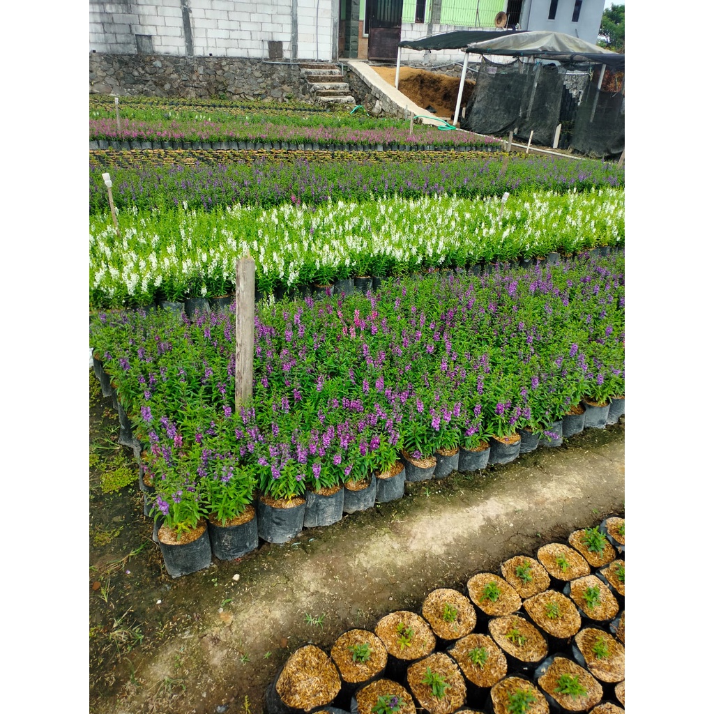 Tanaman Hias Lavender Pengusir Nyamuk - Angelonia - Sudah Berbunga - Aneka Warna