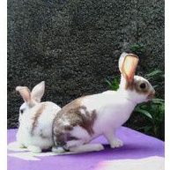 Kelinci Rex bulu karpet anakan sepasang (3).