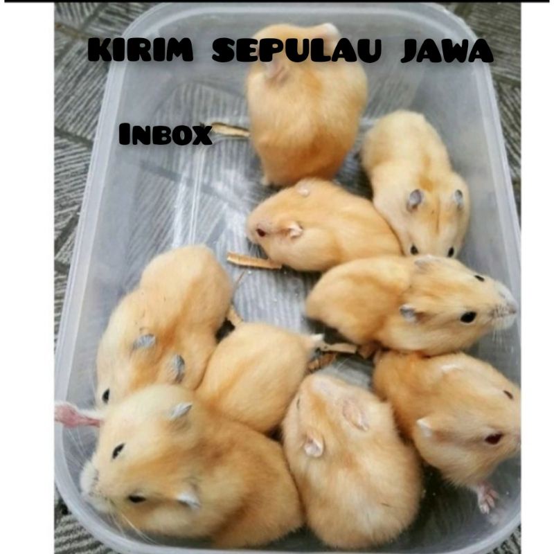 Hamster winter golden jinak-kirim sejawa barat