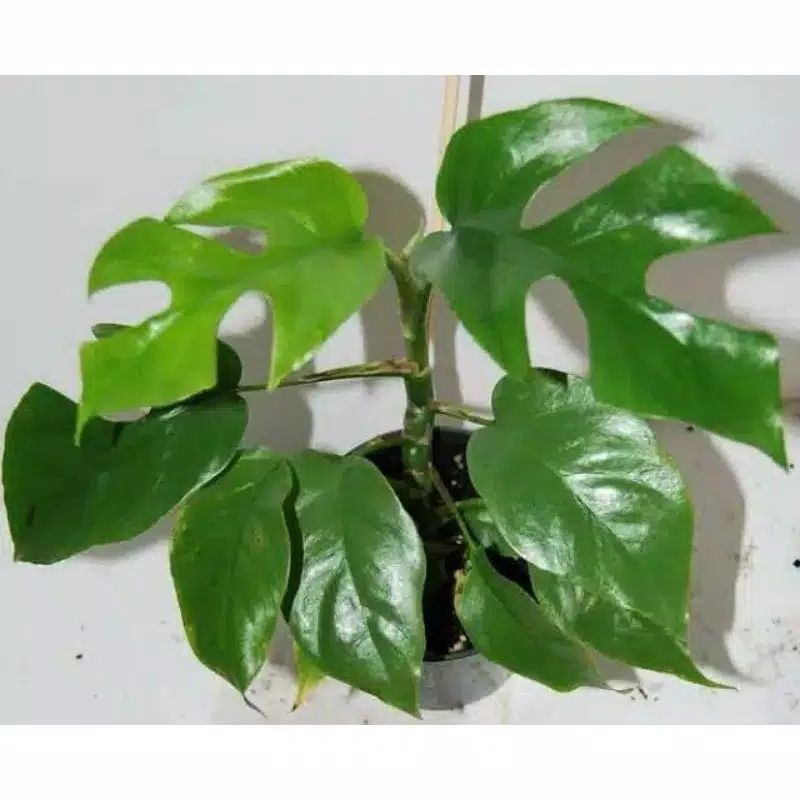 monstera-rhaphidophora