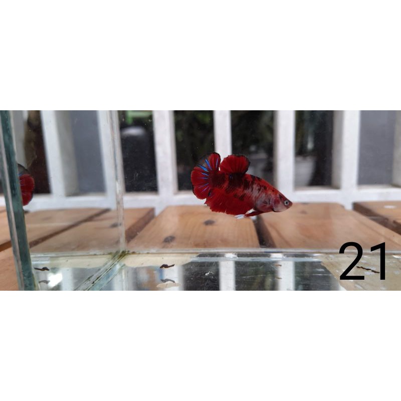 Cupang Hias dari Indukan White Dumbo Ear Real Pict / Real Video / Real Foto