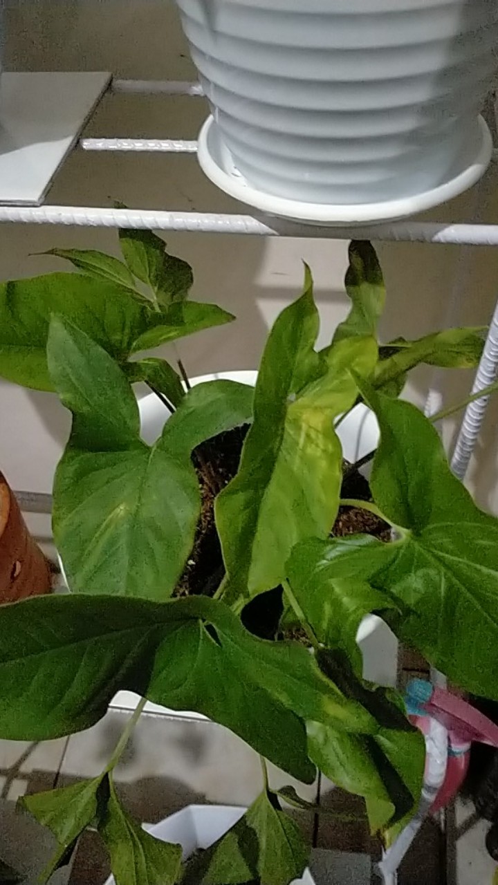 Tanaman Hias Syngonium Phondopyllum