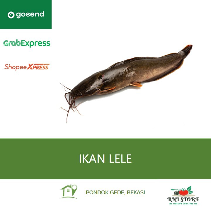 

Ikan Air Tawar - Ikan Lele Segar 500 gram