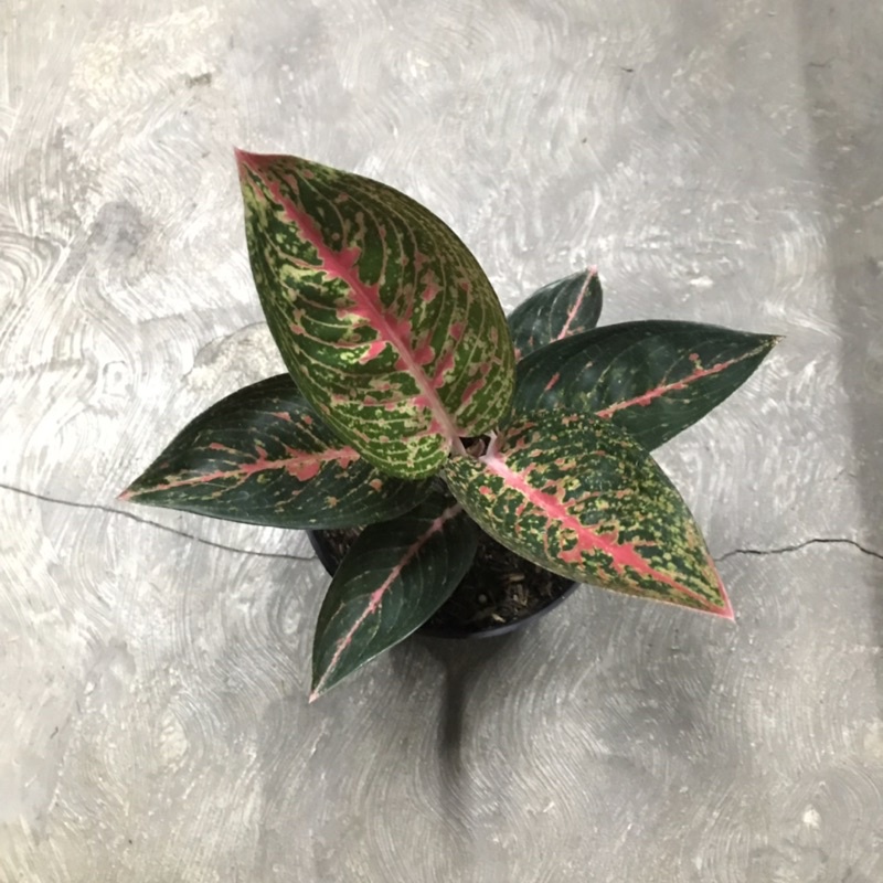 aglaonema adelia