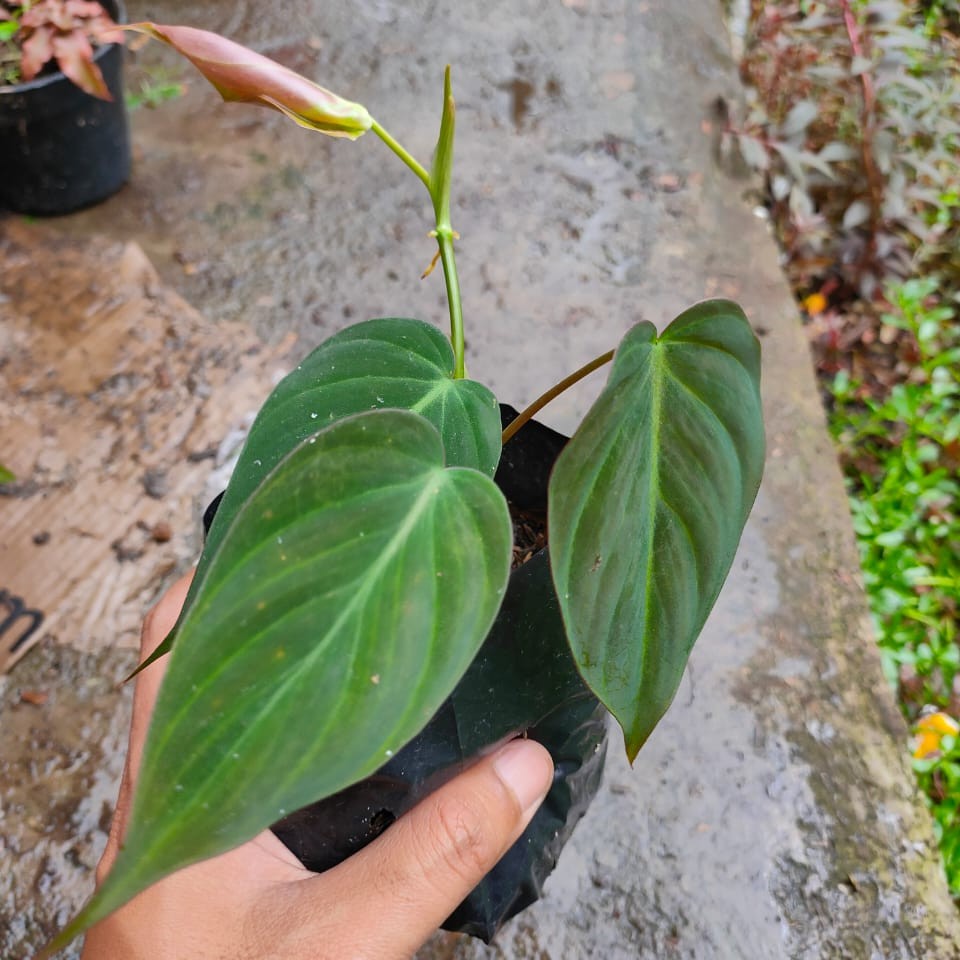 Tanaman hias philodendron mican melano kw