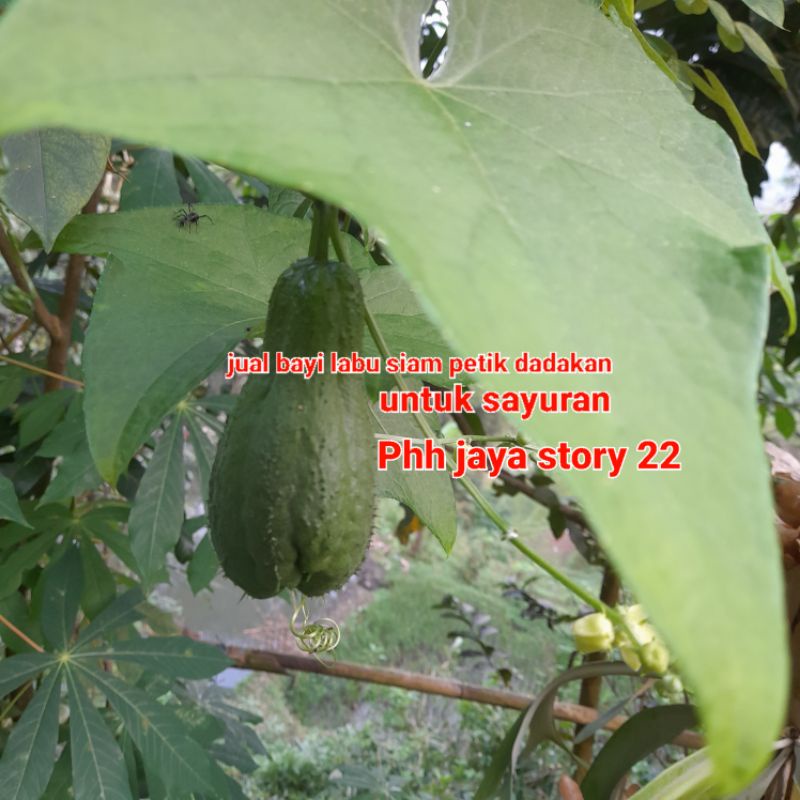 

Jual labu siam muda petik dadakan per 1kg