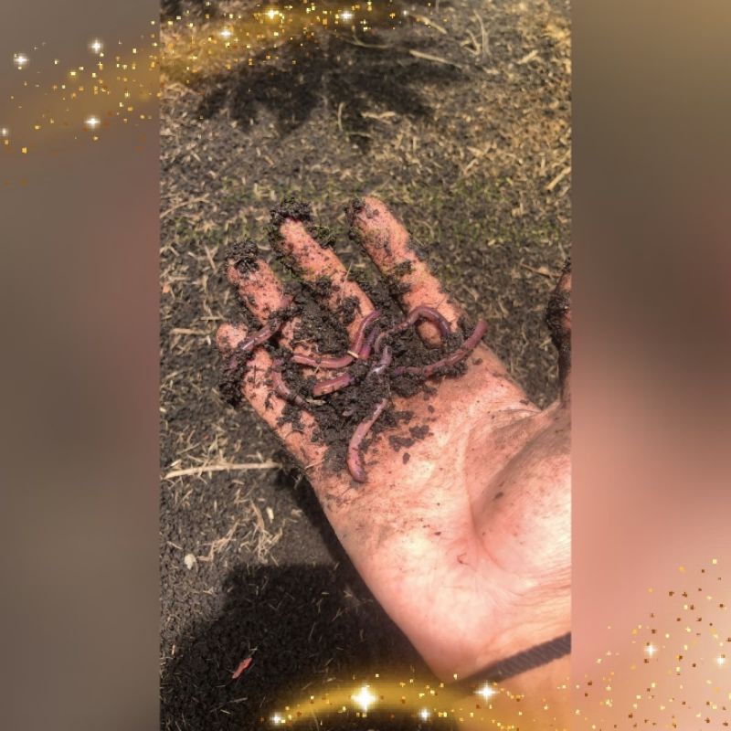 Cacing Merah ANC 1 Kg Hidup - Garansi