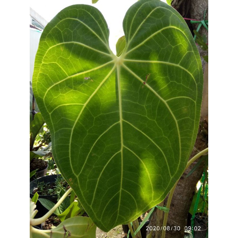 anthurium kuping gajah regale ukuran L made in indonesia