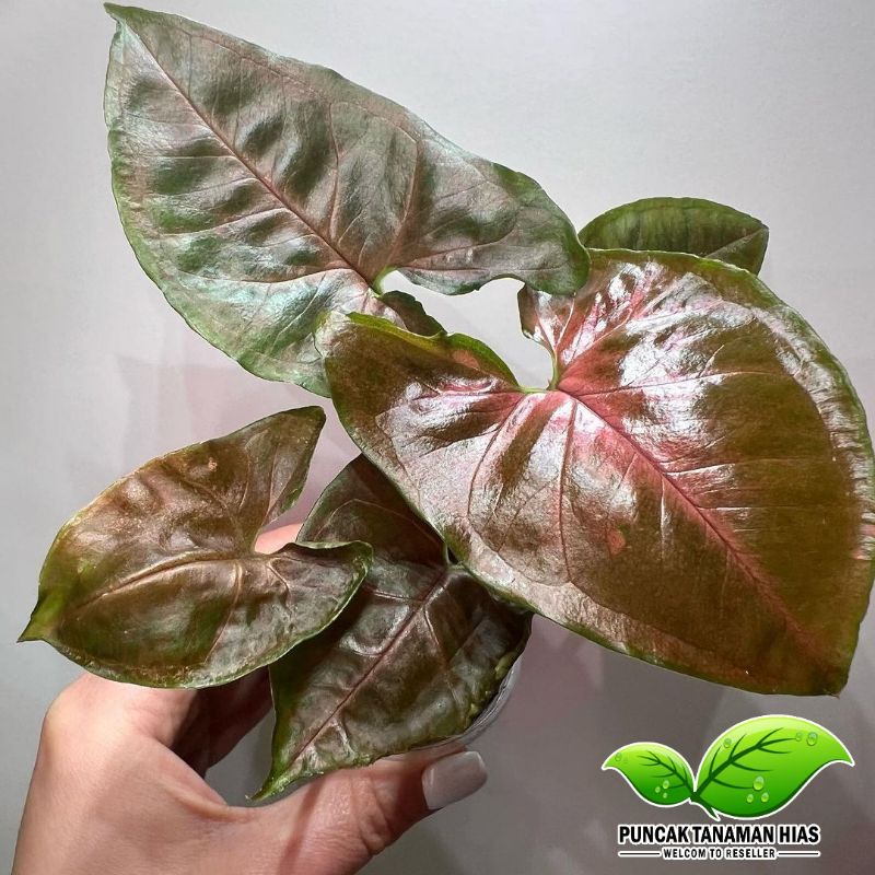 Tanaman hias syngonium maria - Syngonium maria alusion