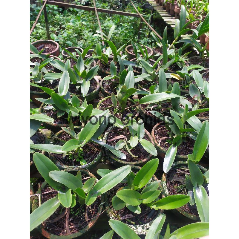 Catleya Thongsuphan G Remaja Dewasa