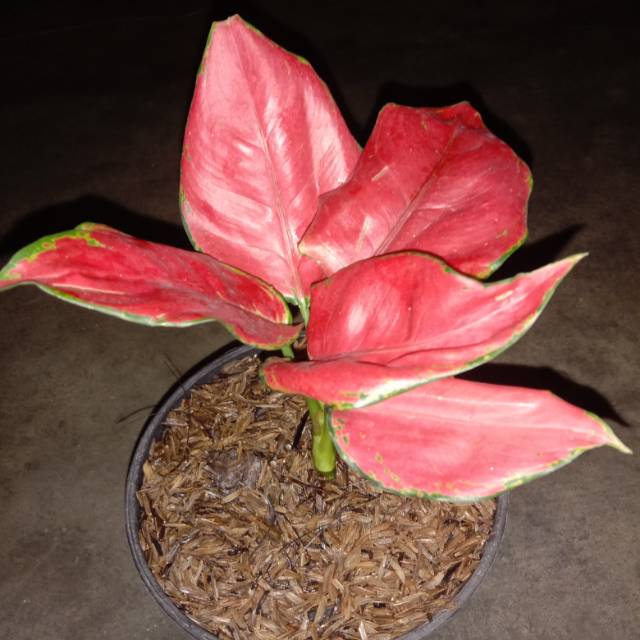 AGLAONEMA RED ANJAMANI