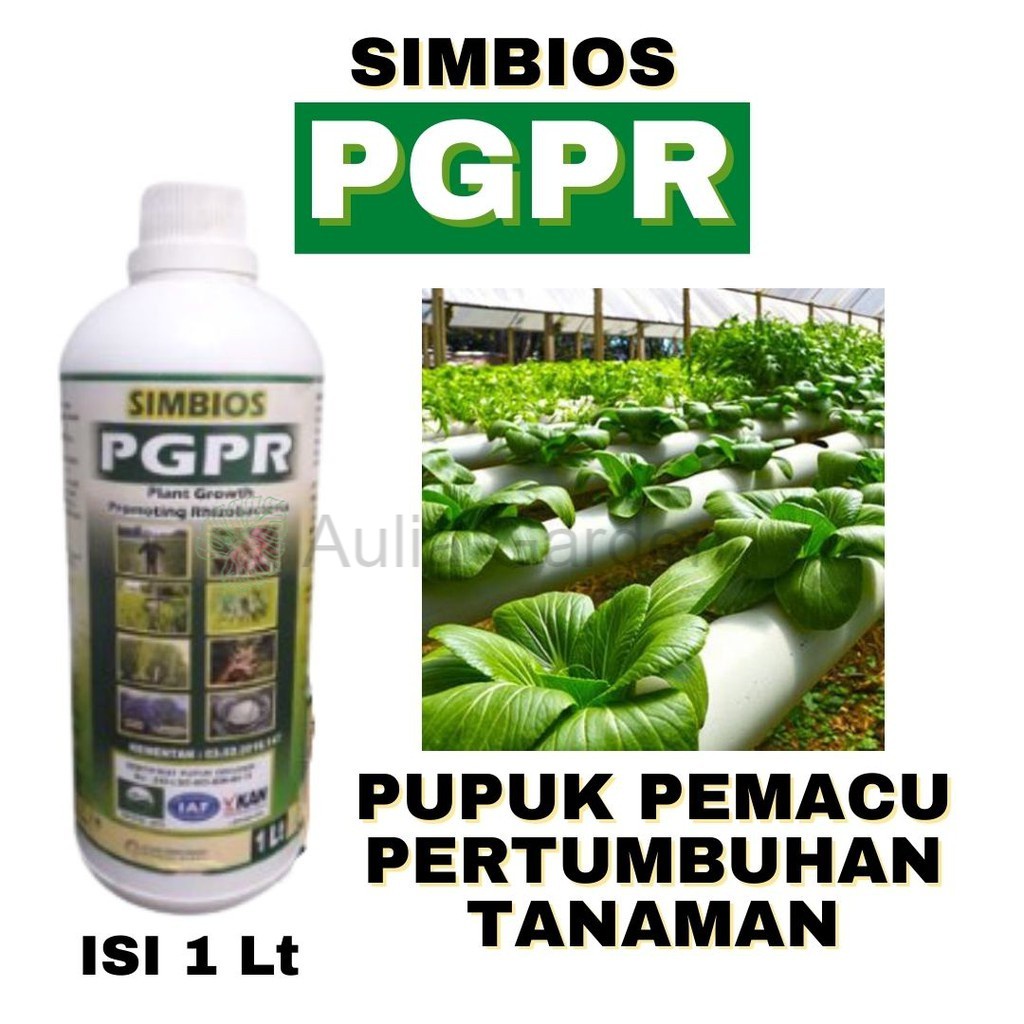 SIMBIOS Pupuk PGPR, Fungisida Hayati Cair Trichoderma harzianum busuk buah, Rhizobium Sp Cair