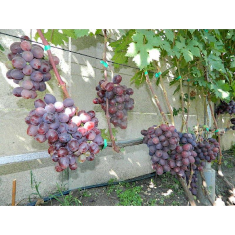 bibit anggur import grafting_tanaman buah anggur import graftingan