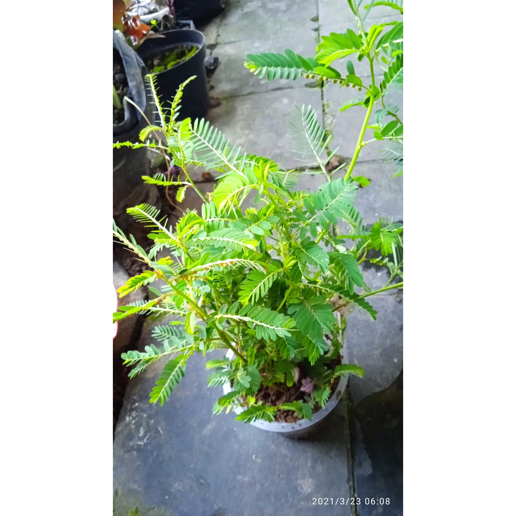 

Daun Meniran Segar, Tanaman Meniran Obat Herbal, Meniran Segar Asli 50 Pcs