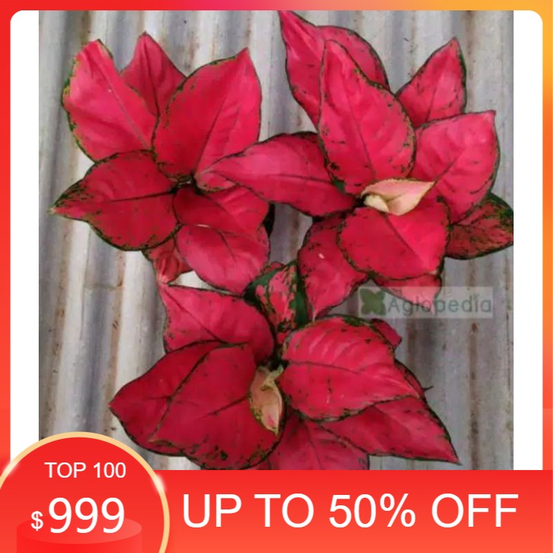 aglonema red anjamani remaja