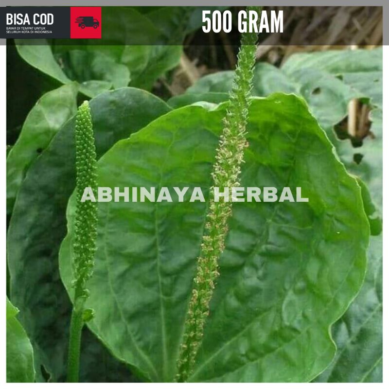 

Daun kiurat segar /daun sendok fresh organik 500 gram
