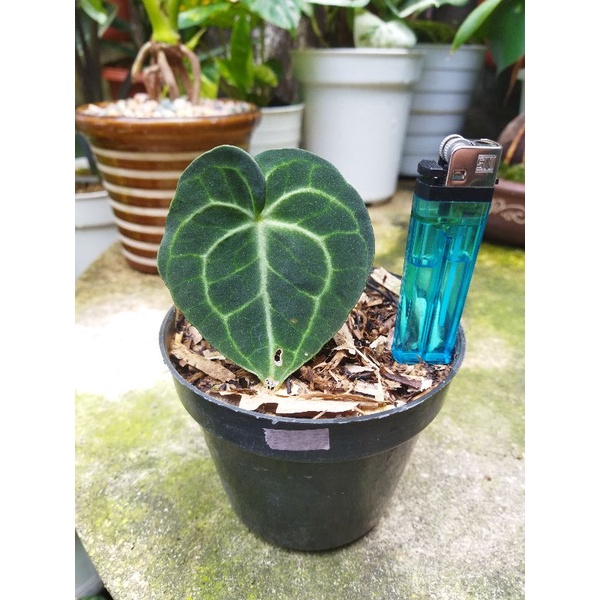 anthurium clarinervium ori/ kuping gajah tarantula/ kuping gajah karet/ pagoda 1 daun sehat