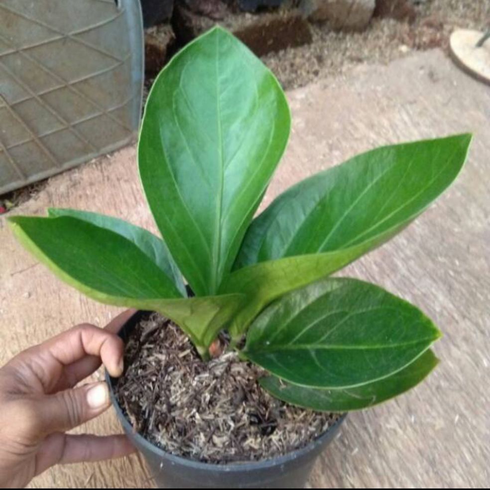 tanaman hias anthurium jemani kol - tanaman jemani - pohon anthurium jemani kol - jemani kol