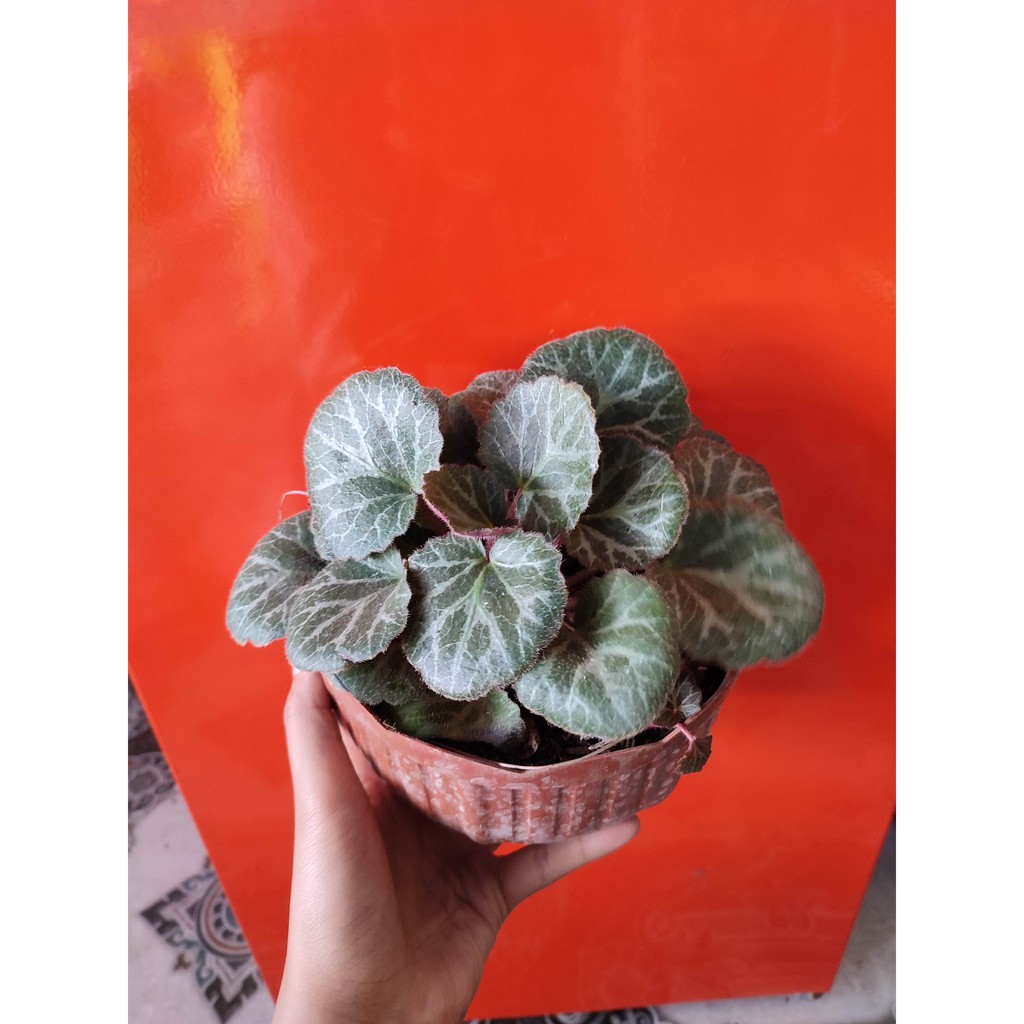 Bunga Begonia Strawberry Cantik Murah