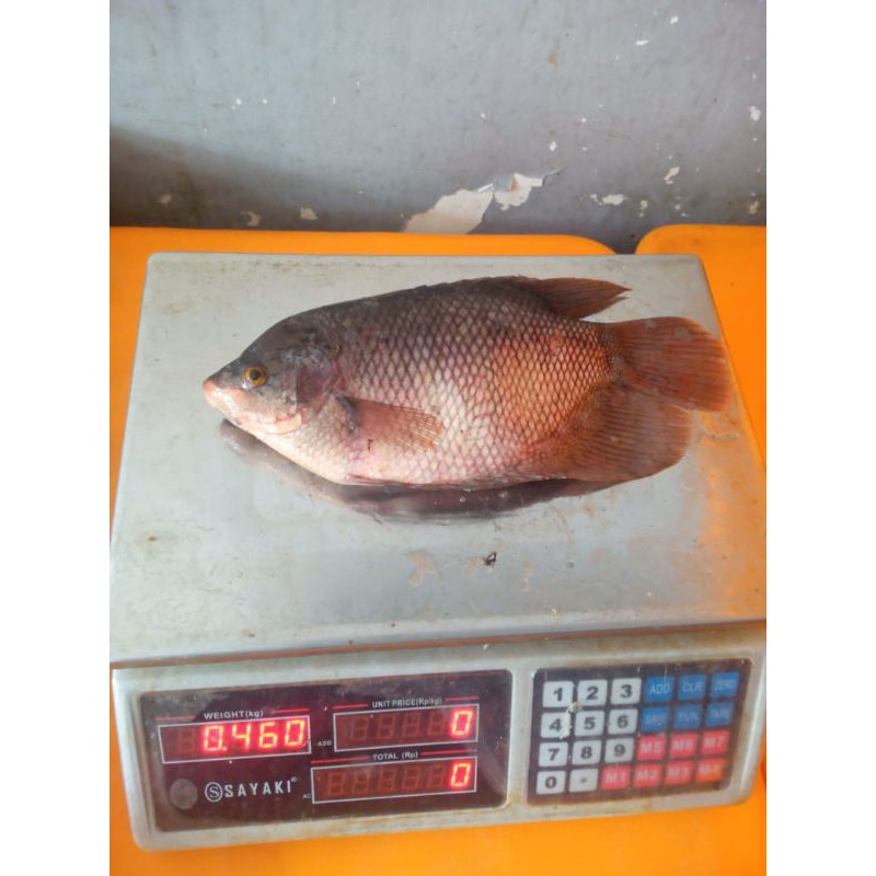 ikan gurame 1 kg isi 3 sd 4 murah banget