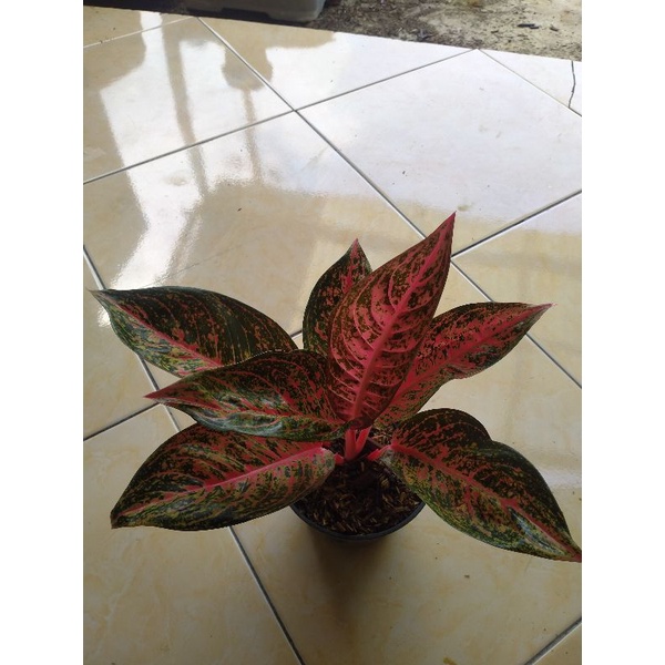 Aglaonema Tiara Merah