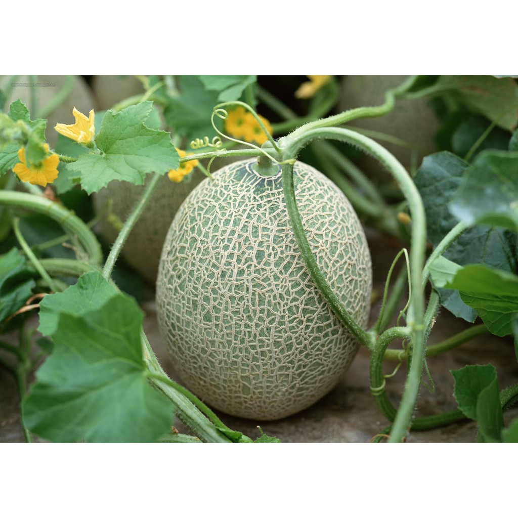 Benih/Bibit Rock Melon Okasa F1 (Bintang Asia)