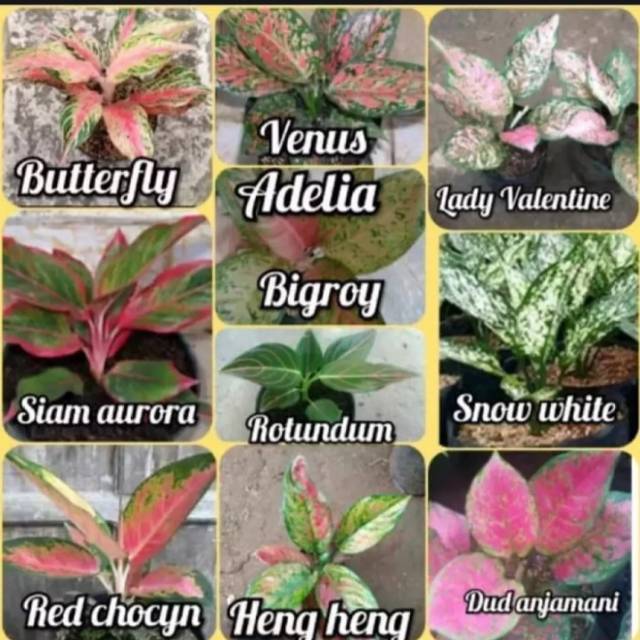 Tanaman paket 10 paket hemat bunga Aglonema Tanaman Aglo