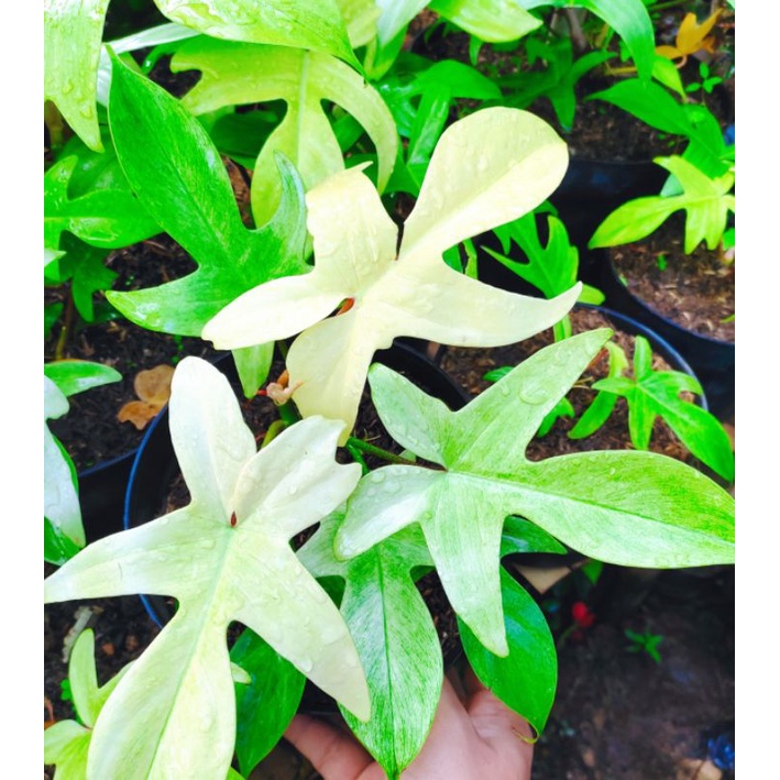 Philodendron Florida Ghost Mint