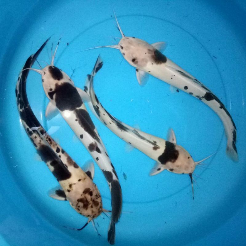 lele belang/albino 8-10cm