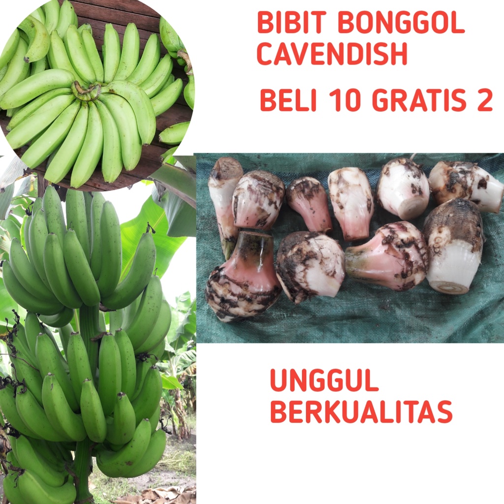 Bibit Pisang Cavendish, Bibit Pisang Cavendis, Bibit Pisang Cavendish Super