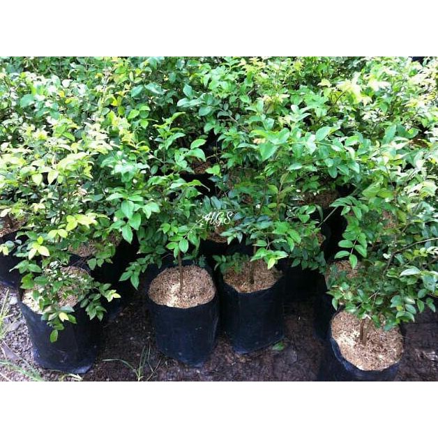 BIBIT TANAMAN BUAH JABOTICABA PRECO PRECOCIOUS HYBRID RE5TOCK*