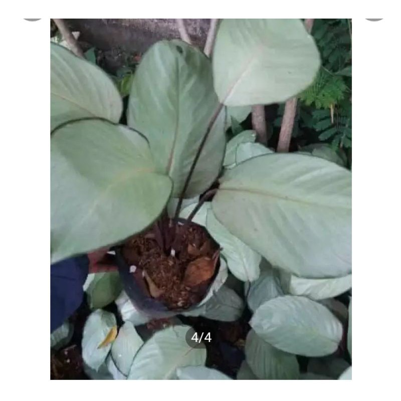 tanaman hias calathea silver / tanaman calathea silver / calathea silver
