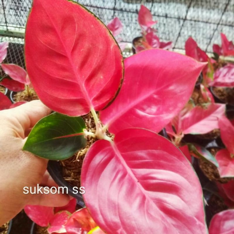 aglonema anakan suksom jaipong