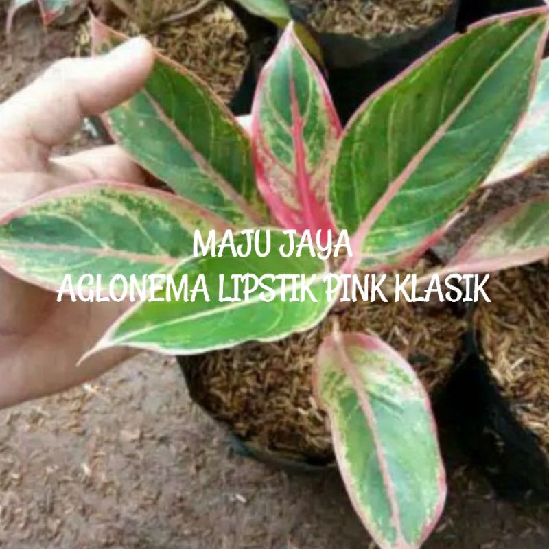 AGLONEMA LIPSTIK PINK KLASIK