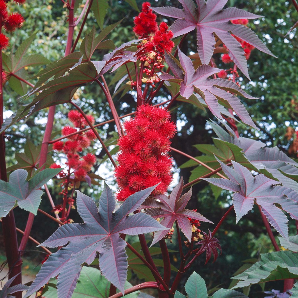 Benih Bibit Biji - Castor Oil Plant / Red Gibsonii Impala Red / Tanaman Jarak Merah (Ricinus communis) Seeds - IMPORT