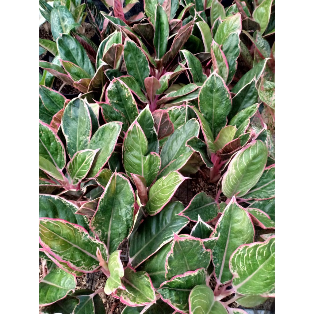 LIPSTIK PETERPAN ( Tanaman Hias Aglaonema / Aglonema )