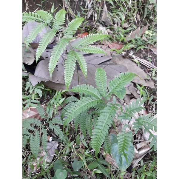 Pakis Pakisan Suplir Supliran