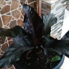 biji Anthurium black dragon (super black)