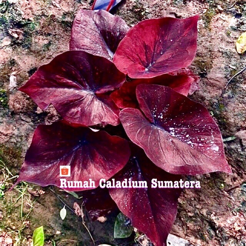 Bibit Caladium Chocolatos ,Keladi hias ,Caladium Murah,