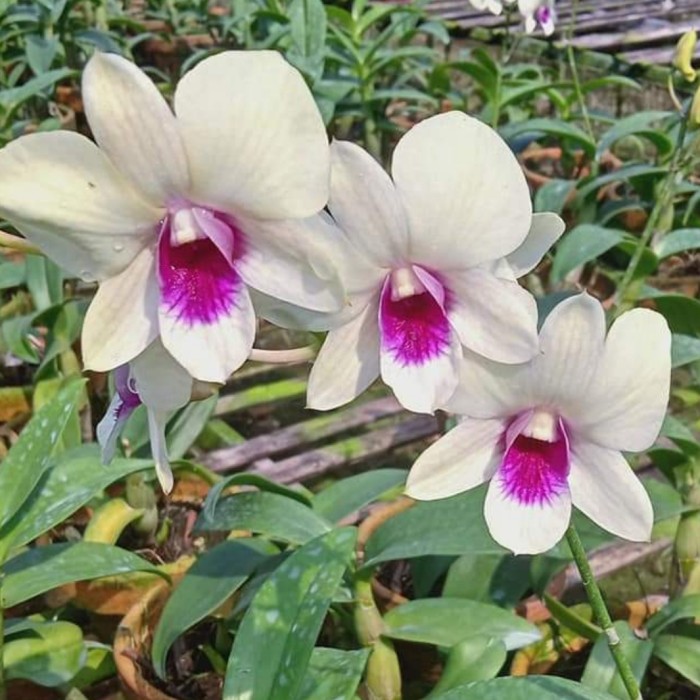 Seedling Anggrek Dendrobium Snowboy