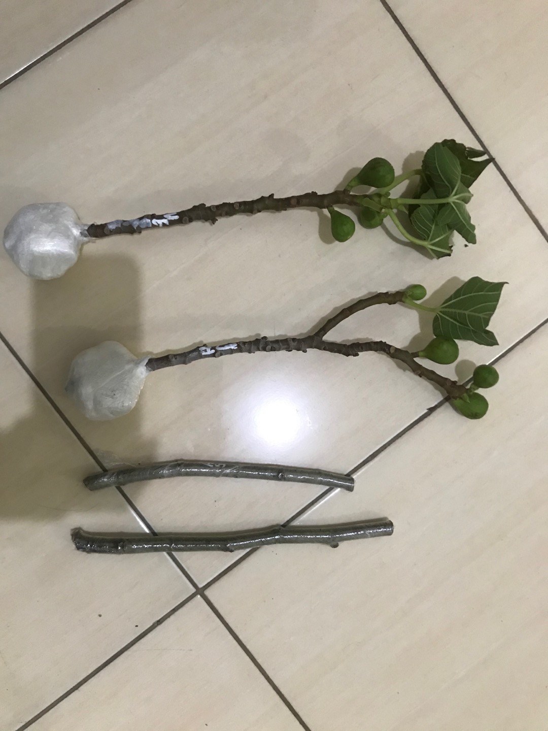 Bibit Buah Tin Verte Fc