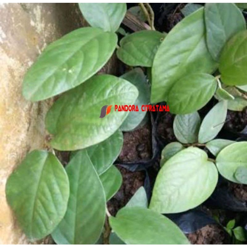 

Daun singa depa 200 gram / Daun apama tomentosa willd