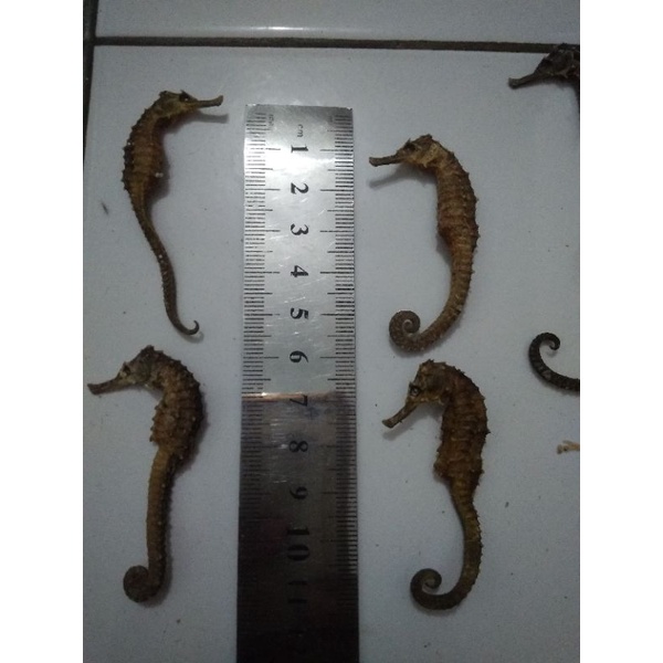 kuda laut kering 5~7cm