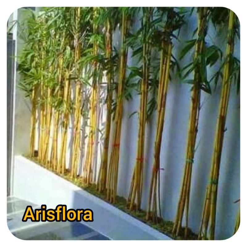 tanaman hias bambu kuning (1meter)