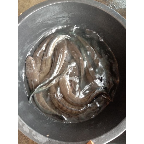 

ikan gabus/kuthok