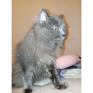 Jual KUCING KITTEN PERSIA MEDIUM ANGGORA HIMALAYA FLATNOSE PEAKNOSE