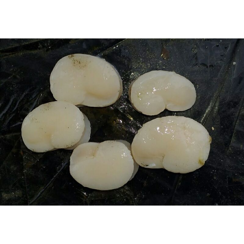 

Scallop Daging Kerang Kampak 250gr