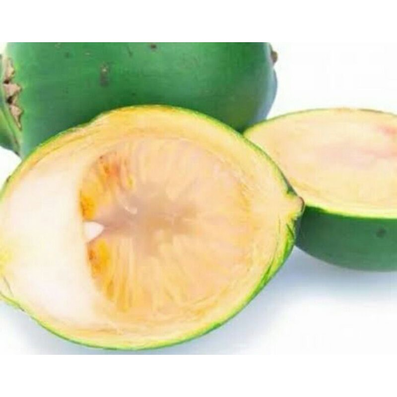 

pinangMuda