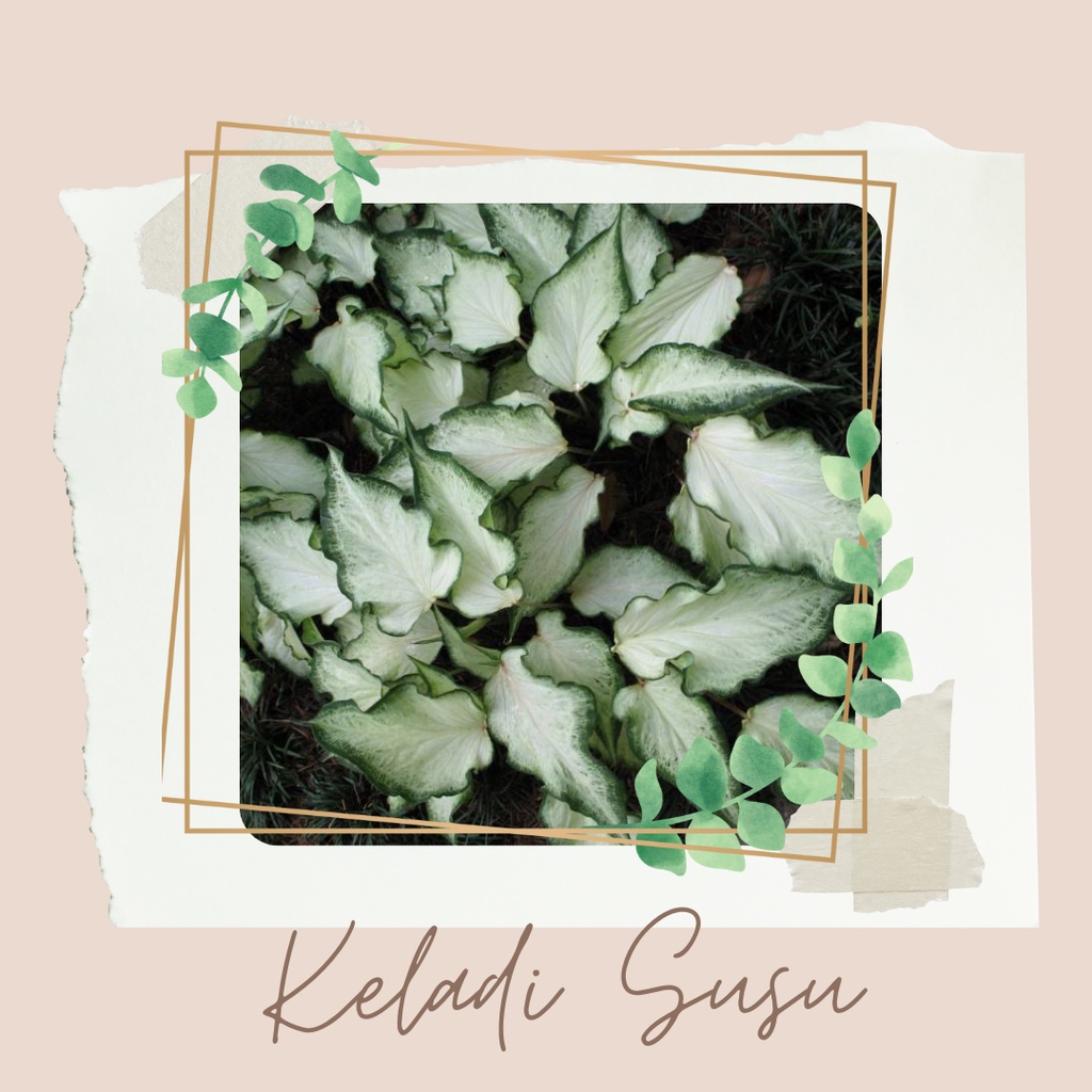 Tanaman Hias Keladi Susu Bunga Hias Keladi Susu Bibit Keladi Susu